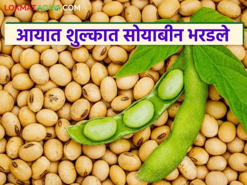 What is the reason for the decrease in soybean prices, which have crossed nine thousand? Find out in detail | नऊ हजारांवर गेलेला सोयाबीनचा दर कमी होण्याचं काय आहे कारण? जाणून घ्या सविस्तर