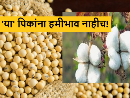 Latest News Soyabean, cotton has no guaranteed price, also no market price, read in detail  | Soyabean, Cotton Market : सोयाबीन, कापसाला हमीभाव नाही, शिवाय बाजारभावही नाही, वाचा सविस्तर 