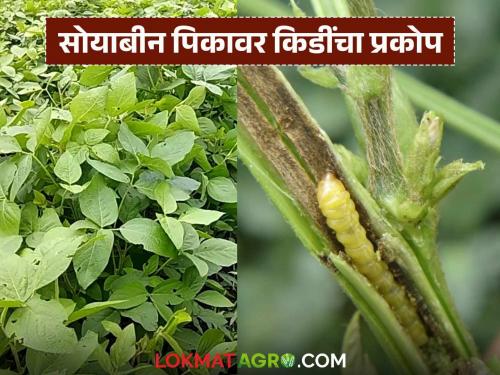 Latest News Identify the pests on soybeans crop take these five measures to prevent these pests | Soyabean Kid : अशी ओळखा सोयाबीनवरील कीड, या कीड रोखण्यासाठी 'हे' पाच उपाय करा 
