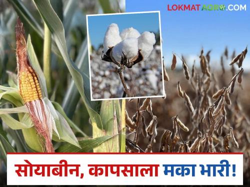 Latest News Maize Market increasing demand over cotton and soybeans crops see Four points | Maize Market : कापूस आणि सोयाबीनपेक्षा मक्याची मागणी का वाढते आहे? हे 4 मुद्दे समजून घ्या!