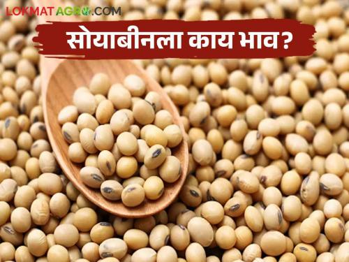 Latest News Soyabean Bajarbhav Inflow of soybeans increased, see market price Latur, Wardha, Washim market | Soyabean Bajarbhav : सोयाबीनची आवक वाढली, लातूर, वर्धा, वाशिम बाजारात काय भाव मिळाला? 