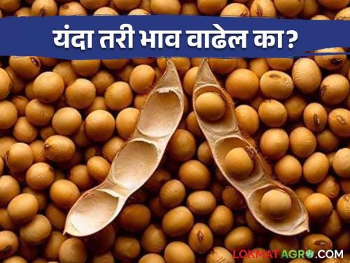 Soybean Bajar Bhav : Udid, sorghum is getting now good price, will the market price of soybeans increase? | Soybean Bajar Bhav : उडीद, ज्वारी खातेय आता भाव मग सोयाबीनचा वाढेल का बाजारभाव