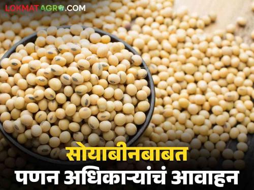 Latest News Soyabean Moisture Soyabean Important appeal regarding low moisture and FAQ quality soybeans, read in detail  | Soyabean Moisture : कमी आर्द्रता असलेले व एफएक्यू दर्जाचे सोयाबीनबाबत महत्वाचं आवाहन, वाचा सविस्तर 