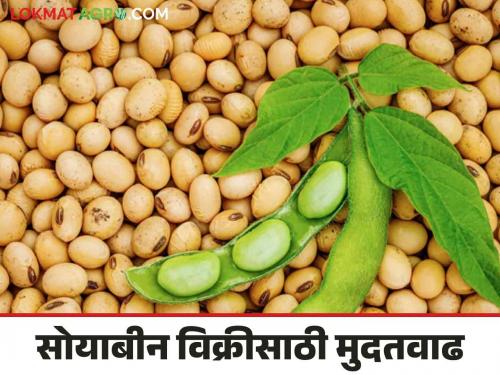 Soybean MSP : Increase the date for registration of farmers for sale of soybeans under minimum support price procurement scheme | Soybean MSP : आधारभूत किंमत खरेदी योजनेंतर्गत सोयाबीन विक्रीसाठी शेतकऱ्यांना नाव नोंदणीकरिता मुदतवाढ