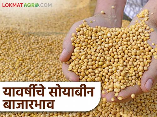 latest News Soyabean Market what is Soybean market price in 2025 new year | Soyabean Market : देशात सोयाबीनचे 'इतके' टन उत्पादन, नवीन वर्षांत काय भाव मिळणार? 