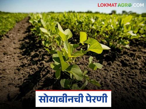 latest news soyabean Perni Until what date can soybeans be sown and how to do Read in detail | सोयाबीन पेरणी किती तारखेपर्यंत करू शकतो अन् कशी करावी? वाचा सविस्तर 