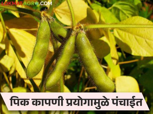 Pikvima: 70 crores of two lakh farmers are stuck due to reduced production in crop harvesting experiment | Pikvima : पीक कापणी प्रयोगात उत्पादन कमी आल्याने दोन लाख शेतकऱ्यांचे ७० कोटी अडकले