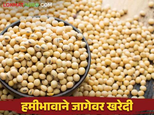 Soybean Guarantee Price Centers limited to market committee are now starting in rural areas as well | बाजार समितीपुरतीच मर्यादीत सोयाबीन हमीभाव केंद्र आता ग्रामीण भागातदेखील सुरु