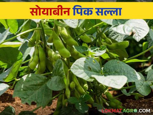 Soybean Pik Salla : How to manage Soybean crop at pod filling stage | Soybean Pik Salla : सोयाबीन पिकाचे शेंगा भरण्याच्या अवस्थेत कसे कराल व्यवस्थापन