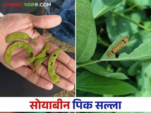 Soybean Crop Management: How to manage soybean crop in heavy rain? | Soybean Crop Management : अतिवृष्टीत सोयाबीन पिकाचे व्यवस्थापन कसे कराल?