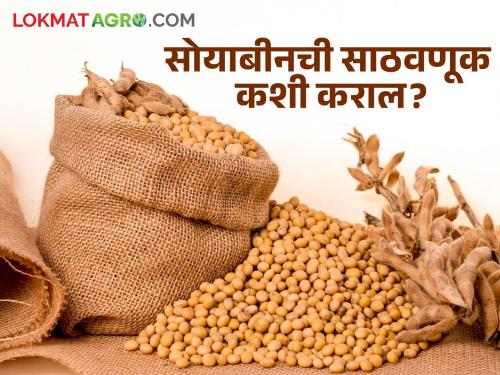 How to store soybeans to avoid seed costs? | बियाण्यावरील खर्च टाळण्यासाठी सोयाबीनची साठवणूक कशी करावी?