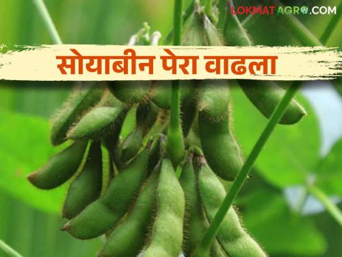 Soybean Sowing: However, farmers' interest in soybeans Sowing has increased by two and a half times in pune district | Soybean Sowing : तरीपण सोयाबीनकडे शेतकऱ्यांचा ओढा पेरा अडीच पटींनी वाढला