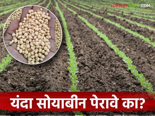 Soybean Lagwad: Soybean cultivation area will decrease this year; Should it be cultivated or not? | Soybean Lagwad : यंदा सोयाबीनचे लागवड क्षेत्र घटणार; लागवड करावी का नको?