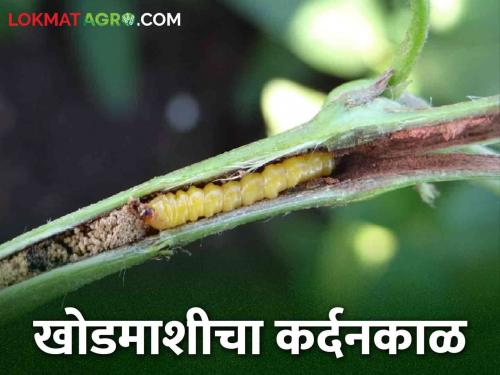 Soybean weevil management by seed treatment | Soybean Khodmashi बीज प्रक्रियेव्दारे करा सोयाबीनवरील खोडमाशीचे व्यवस्थापन