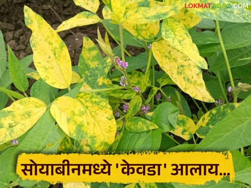 This disease is caused by white flies in soybeans; how to control it? | सोयाबीनमध्ये पांढऱ्या माशीमुळे होतोय 'या' रोगाचा प्रादुर्भाव; कसे कराल नियंत्रण?