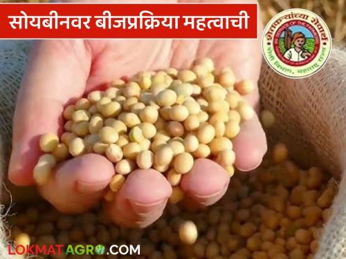 Latest News Soyabean Farming Treat soybeans before sowing and prevent stem borer | Soyabean Farming : पेरणीपूर्वी सोयाबीनवर बीजप्रक्रिया करा अन् खोडमाशीला रोखा! 
