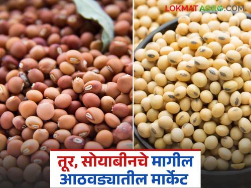 latest News Tur soyabean market How did prices of tur and soybeans get last week | Tur, Soyabean Market : मागील आठवड्यात तूर, सोयाबीनला कसे दर मिळाले? वाचा सविस्तर 