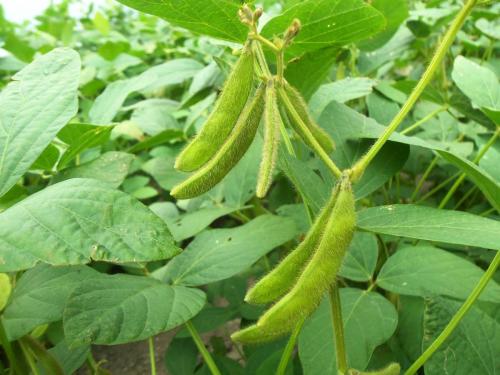 Soybean crop urgently needs rain, possibility of decrease in soybean production in Marathwada | सोयाबीन पिकाला तातडीने पावसाची गरज, मराठवाड्यातील उत्पादन घटण्याची शक्यता