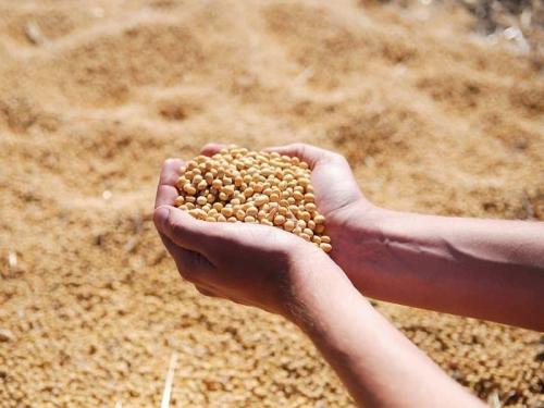 Soybeans record price of 5500 in Sangli! Know today's market price | सोयाबीनला सांगलीत मिळाला ५ हजार ५०० रुपये विक्रमी दर; जाणून घ्या आजचे बाजारभाव