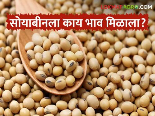 Latest news soybean is getting good price in market, know the details | Soyabean Market :'या' सोयाबीनला बाजारात चांगला दर मिळतोय, जाणून घ्या सविस्तर 