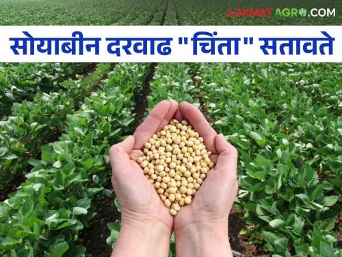 Soybean Market: Government Guarantee Price Announced; How much does it actually get? Read in detail | Soybean Market : सरकारचा हमीभाव जाहीर; प्रत्यक्षात मिळतो किती? वाचा सविस्तर