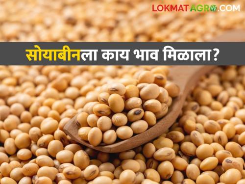 Latest News Soyabean Bajarbhav Soybean arrival increased in Jalna, Latur, Wardha districts, see todays market price | Soyabean Bajarbhav : जालना, लातूर, वर्धा जिल्ह्यात सोयाबीनची आवक वाढली, वाचा आजचे बाजारभाव 