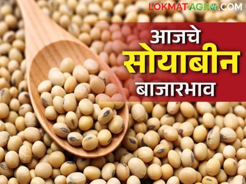 Latest News Soyabean Market Highest arrival of soybeans in Udgir market see market rate | Soyabean Market : उदगीर बाजारात सोयाबीनची सर्वाधिक आवक, आज काय भाव मिळाला? 