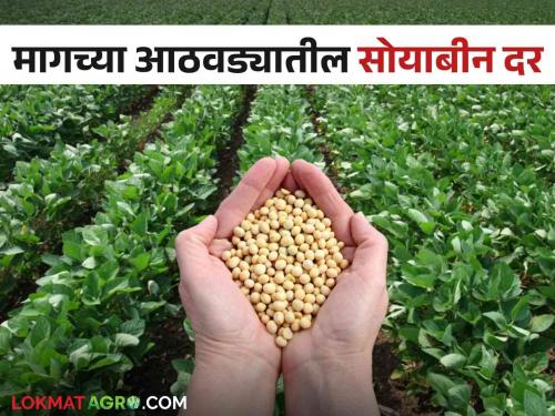 Latest News Soyabean Market Soybean prices down 2 percent compared to last week see details | Soyabean Market : सोयाबीनला हमीभावापेक्षा कमीच दर, मागील आठवड्यात काय भाव मिळाला?