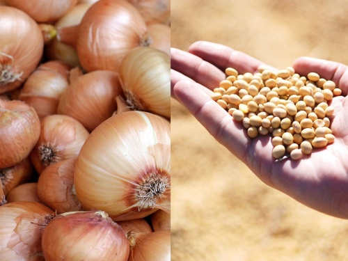 today's onion price, today's soyabean price, know market rates | डिटेलमध्ये जाणून घ्या, आजचे सोयाबीन बाजारभाव व कांदा बाजारभाव