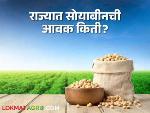 Latest News Todays Soyabean Market price in tasagaon market yard check here | Soyabean Market : केवळ तासगाव बाजार समितीत सोयाबीनला हमीभाव, वाचा आजचे बाजारभाव 