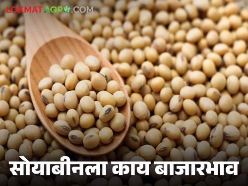 Latest News Soyabean Market todays soyabean market in amravati latur market tard check here | Soyabean Market : सोयाबीनच्या दरात सुधारणा कधी? वाचा आज काय बाजारभाव मिळाला? 