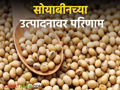 Latest News Soyabean Production Possibility of decline in soybean production, know in detail  | Soyabean Production : सोयाबीनच्या उत्पादनात घसरण होण्याची शक्यता, जाणून घ्या सविस्तर 