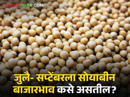 Latest News How will soybean market prices be in July-September 2024? Know in detail  | Soyabean Bajarbhav : जुलै- सप्टेंबर 2024 ला सोयाबीन बाजारभाव कसे असतील? जाणून घ्या सविस्तर 