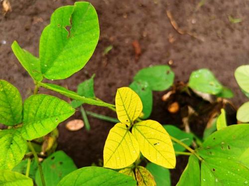 What causes soybean leaves to turn yellow? How to solve this problem | सोयाबीनची पाने कशामुळे पिवळी पडतात ? त्यावर उपाय कसा करावा