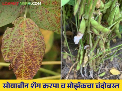 Soybean Seed Production : Expert Advice for Soybean Seed Producer Farmers on How to Crop Management | Soybean Seed Production : सोयाबीन बीजोत्पादकांसाठी तज्ञांचा सल्ला कसे कराल पिक व्यवस्थापन