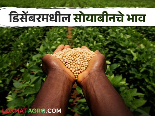 Latest News Soyabean Market 2024 year production of soybeans will be 8 percent more see December market price | Soyabean Market : यंदा सोयाबीनचं आठ टक्क्यांनी उत्पादन अधिक असेल, बाजारभाव काय असतील? 