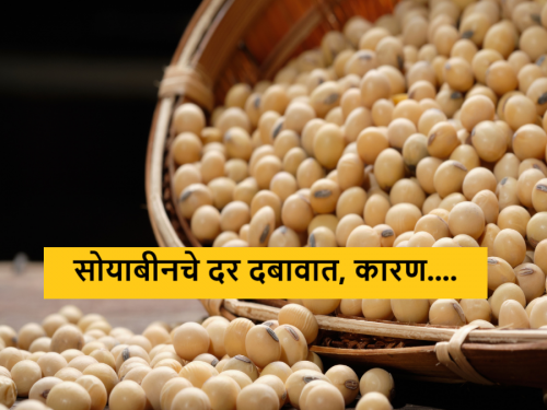 Latest News Soyabean Market Reduced import duty on edible oil and rising imports make soybean prices down | Soyabean Market : साेयाबीनच्या दरवाढीची शक्यता मावळली, जाणून घ्या नेमकं कारण? 