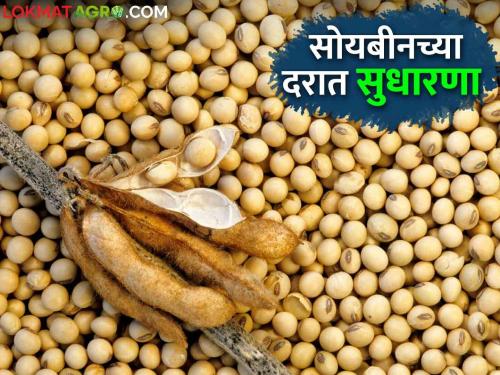 Latest News Soyabean Market Inflows of old soybeans fall, prices improve read details  | Soyabean Market : जुन्या सोयाबीनची आवक घटली, दरात समाधानकारक सुधारणा, वाचा सविस्तर 