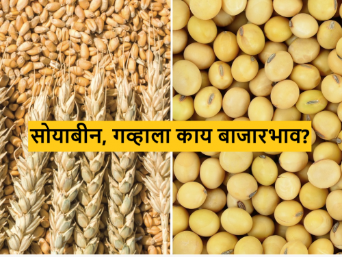 Latest News Todays Soyabean and wheat Market price In market check here details | Wheat Market : सोयाबीनची आवक वाढली, भाव मात्र घसरलेलेच, गव्हाचा दर तेजीत, वाचा आजचे बाजारभाव