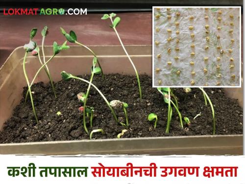 Using home grown soybean seeds for sowing ; Do a germination test | सोयाबीनचं घरचं बियाणं पेरताय; अशी करा उगवण क्षमता चाचणी