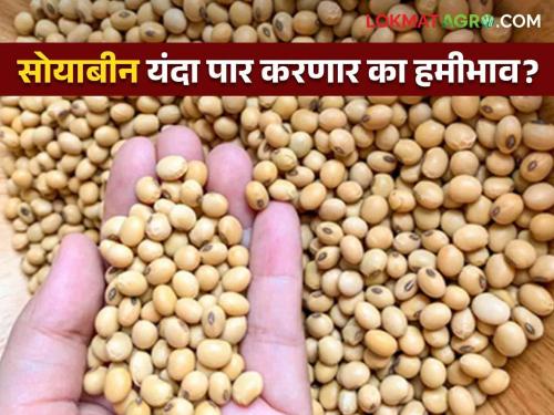 Soybean Market Update: Inflows are also increasing in the soybean market: Read more about the new season | Soybean Market Update : सोयाबीन बाजारात आवकही वाढतेयः नव्या हंगामावर लक्ष वाचा सविस्तर