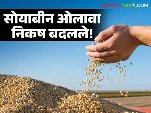 Latest News Soybean Procurement Moisture criteria changed in soybean procurement, read in detail  | Soybean Procurement : सोयाबीन खरेदीत ओलाव्याचे निकष बदलले, वाचा सविस्तर 