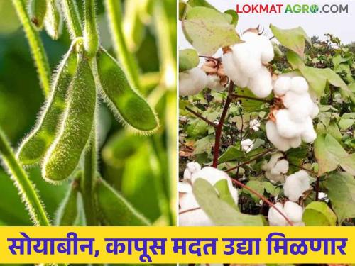 Soybean, cotton farmers will get Rs 5000 per hectare tomorrow | सोयाबीन, कापूस उत्पादक शेतकऱ्यांना उद्या मिळणार हेक्टरी ५००० रुपये