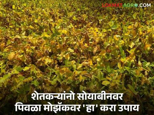 Yellow Mosaic On Soybeans : Yellow mosaic on soybeans; Farmers, do it on time, read in detail about this ban | Yellow Mosaic On Soybeans : सोयाबीनवर पिवळा मोझॅक; शेतकऱ्यांनो वेळीच करा 'हे' प्रतिबंध वाचा सविस्तर