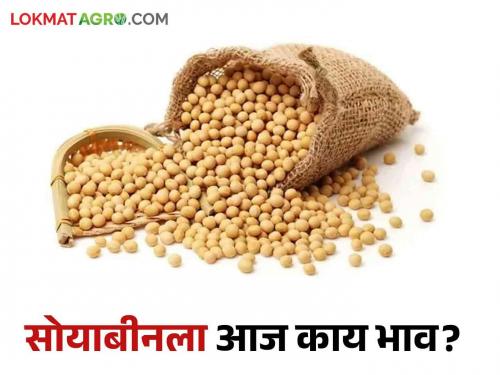 Soybean Market Update: Inflow of farm produce in Latur market due to festival; But the rates were the same | Soybean Market Update : सणासुदीमुळे शेतमालाची लातूरच्या बाजारात आवक; दर मात्र जैसे थे