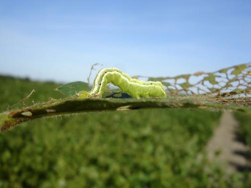 Identification and management of soybean leaf eating pests | सोयाबीनवरील पाने खाणाऱ्या किडींची ओळख आणि त्यांचे व्यवस्थापन