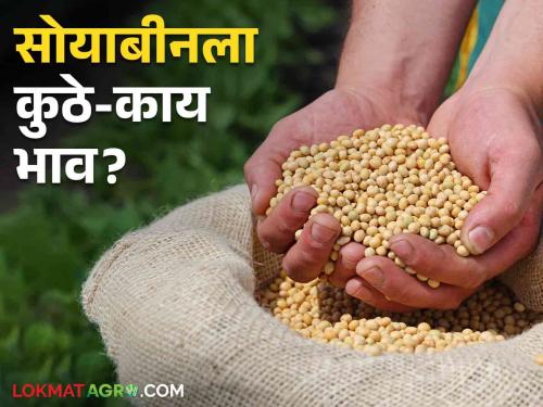 Latest news Todays Yellow Soyabean Market price in market yard check here bajarbhav | Soyabean Bajarbhav : केवळ तासगाव बाजार समितीत पिवळ्या सोयाबीनला हमीभाव, वाचा आजचे बाजार भाव