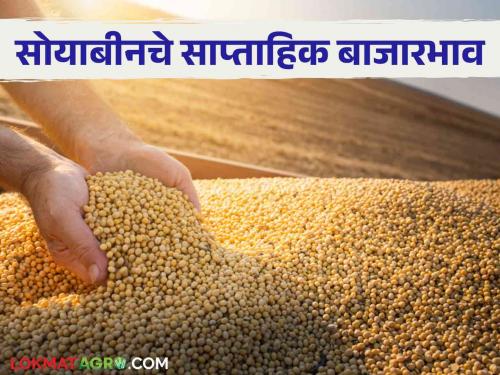 Latest news Soyabean Market Soybean inflow increased by 23 percent, but prices remained low, know more  | Soyabean Market : सोयाबीनची आवक 23 टक्क्यांनी वाढली, बाजारभाव कसा? जाणून घ्या सविस्तर 