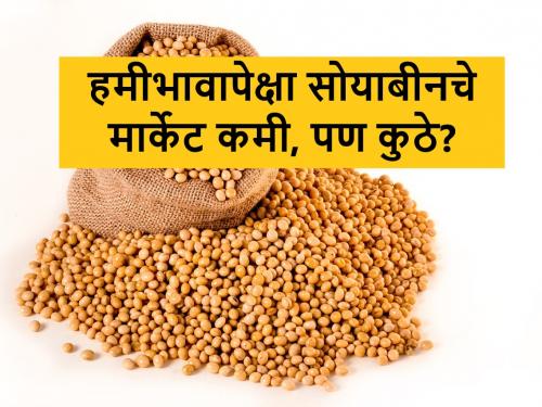 what is market rate of soyabean in Latur and Maharashtra, price of 1kg soyabean | सोयाबीन हमीभावापेक्षा कमी की जास्त? लातूरसह राज्यात आज असा मिळाला बाजार भाव