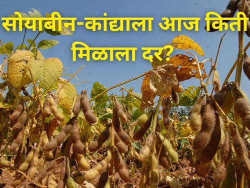 Soybean onion price today maharashtra market yard diwali farmer central government | सोयाबीन-कांद्याला आज किती मिळाला दर? जाणून घ्या सविस्तर